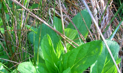 Gevleugeld helmkruid (Scrophularia umbrosa)