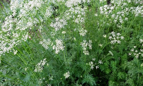 Komijn (Cuminum cyminum)