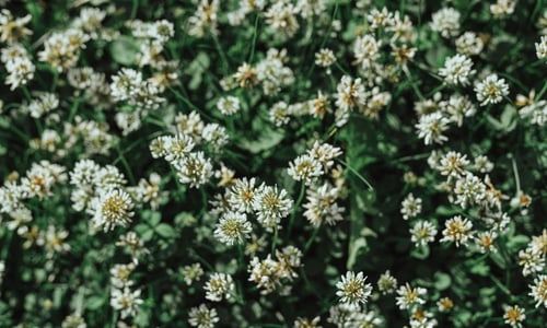 Witte klaver BIO (Trifolium repens)