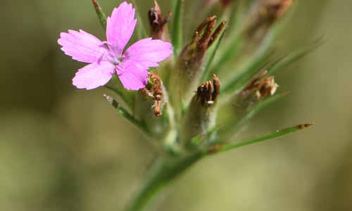 Ruige anjer (Dianthus armeria)