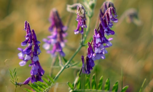 Vogelwikke BIO (Vicia cracca)