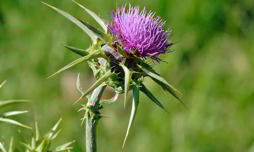 Mariadistel (Silybum marianum)