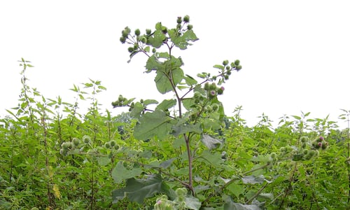 Grote klit (Arctium lappa)