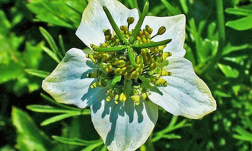 Nigelle (Nigella sativa)