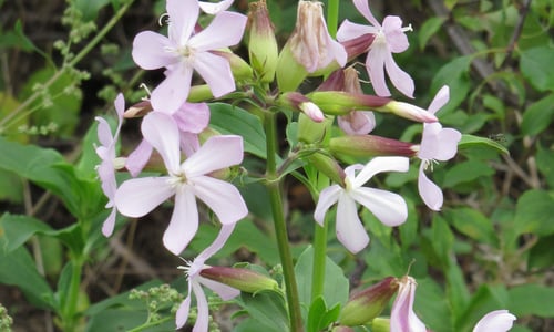 Zeepkruid (Saponaria officinalis)