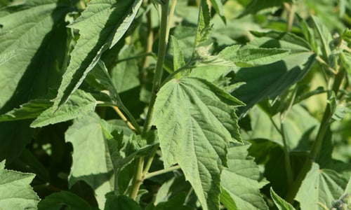 Heemst (Althaea officinalis)