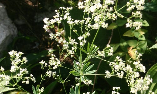 Boswalstro (Galium sylvaticum)