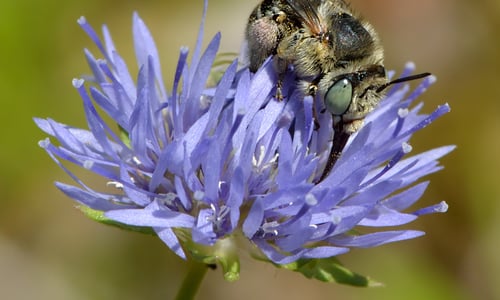 Zandblauwtje (Jasione montana)