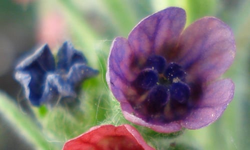 Veldhondstong (Cynoglossum officinale)