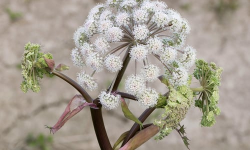 Gewone engelwortel (Angelica sylvestris)