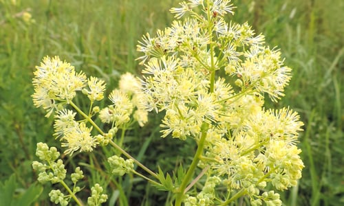 Poelruit (Thalictrum flavum)