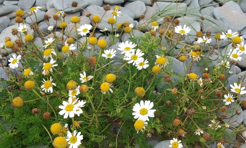 Reukeloze kamille (Tripleurospermum maritimum)