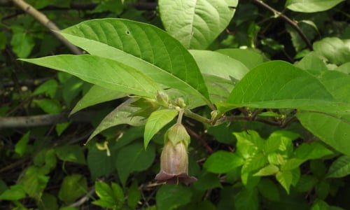 Wolfskers (Atropa bella-donna)