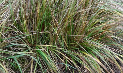 Bergdravik (Bromopsis erectus)