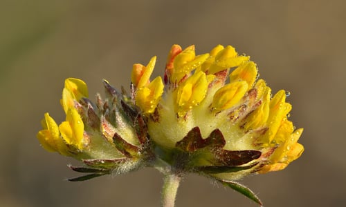 Wondklaver (Anthyllis vulneraria)