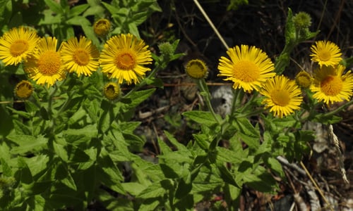 Heelblaadjes (Pulicaria dysenterica)