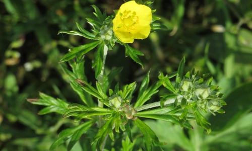 Viltganzerik (Potentilla argentea)