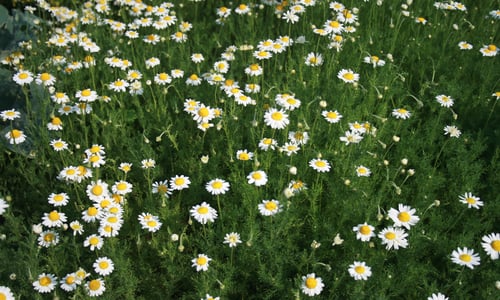 Roomse kamille (Anthemis nobilis)