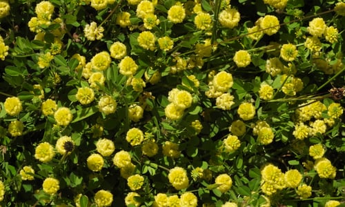 Liggende klaver (Trifolium campestre)