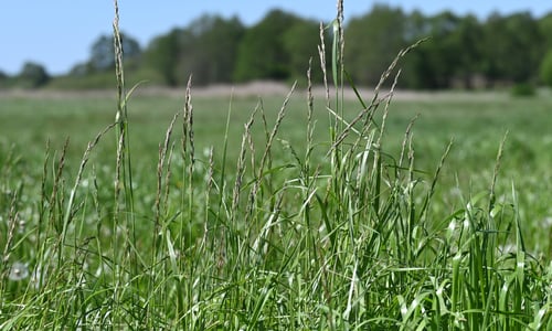 Beemdlangbloem (Schedonorus pratensis)