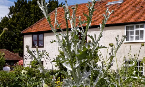 Wegdistel (Onopordum acanthium)