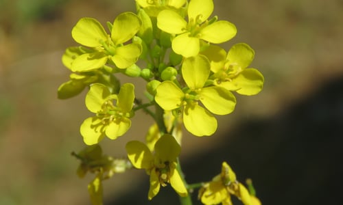 Zwarte mosterd (Brassica nigra)