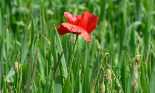 Grote klaproos (Papaver rhoeas)