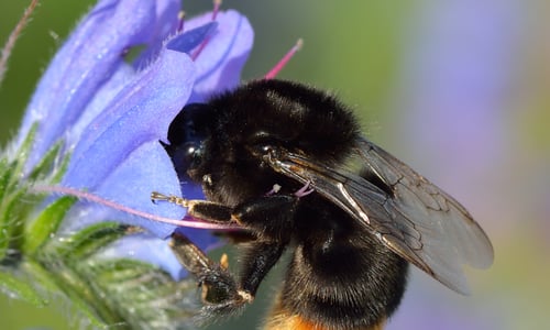 Slangenkruid (Echium vulgare)