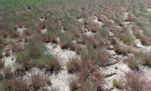 Buntgras (Corynephorus canescens)