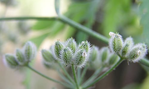 Akkerdoornzaad (Torilis arvensis)