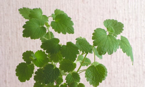 Hartgespan (Leonurus cardiaca)