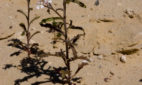 Bittere scheefbloem (Iberis amara)