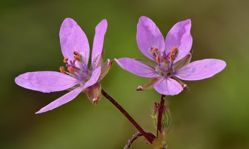 Reigersbek (Erodium cicutarium)