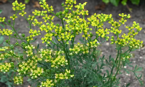 Wijnruit (Ruta graveolens)