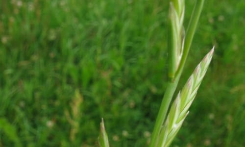 Italiaans raaigras (Lolium multiflorum)