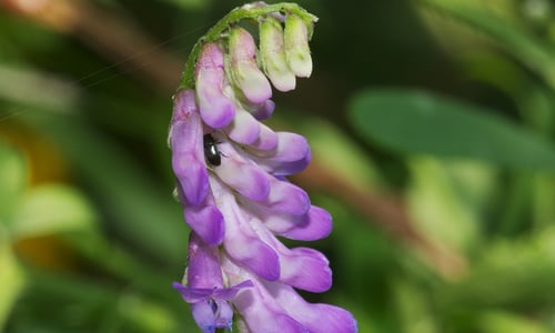 Vogelwikke (Vicia cracca)