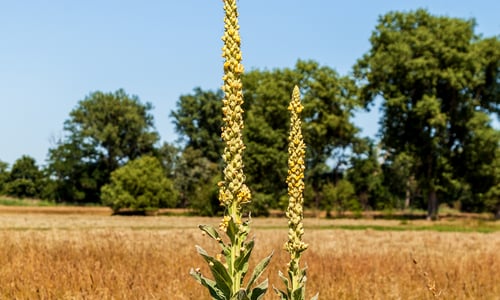 Koningskaars (Verbascum thapsus)