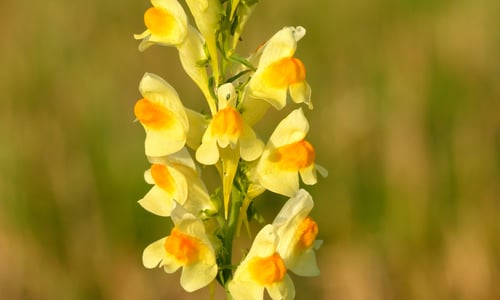 Vlasbekje (Linaria vulgaris)