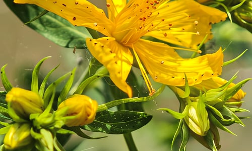 Sint-janskruid (Hypericum perforatum)
