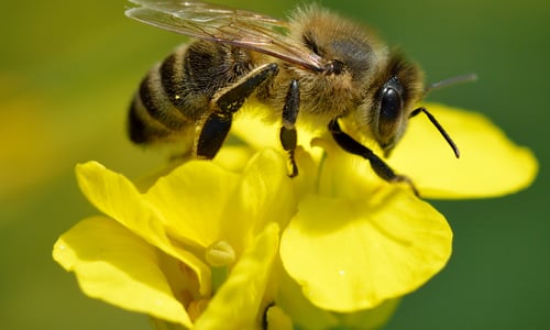 Koolzaad (Brassica napus)