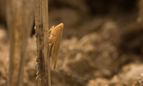 Kropaar (Dactylis glomerata)