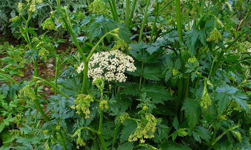 Grote bevernel (Pimpinella major)