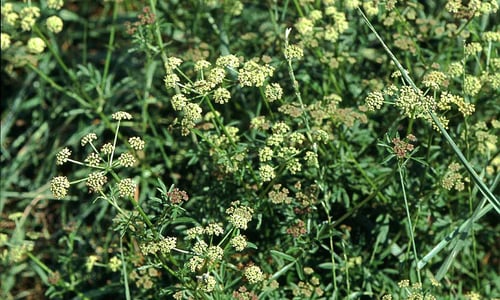 Weidekervel (Silaum silaus)