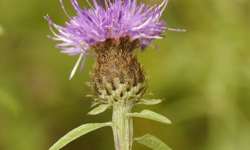 Zwart knoopkruid (Centaurea nigra)