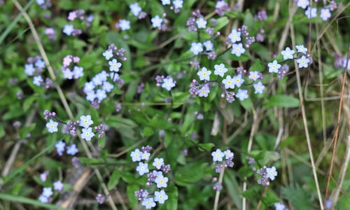 Bosvergeet-mij-nietje (Myosotis sylvatica)