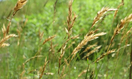 Gewoon reukgras (Anthoxanthum odoratum)