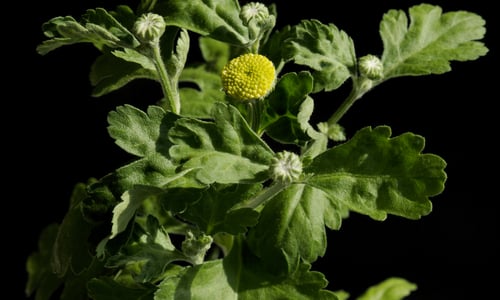 Moederkruid (Tanacetum parthenium)