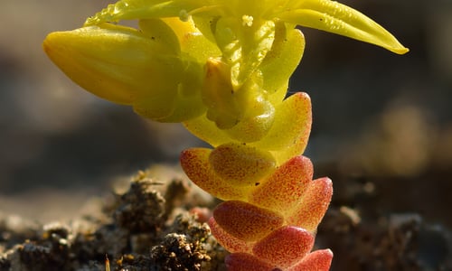 Muurpeper (Sedum acre)