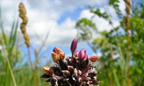 Slangenlook (Allium scorodoprasum)