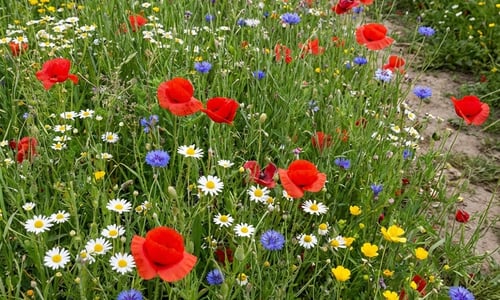 Twee nieuwe mengsels in het assortiment